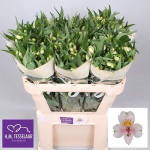 ALSTROEMERIA HOUSTON 60